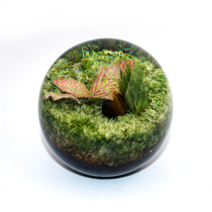 Orbe <span class=keywords><strong>de</strong></span> fleurs <span class=keywords><strong>éternel</strong></span>les en résine Benji, décoration artisanale pour la maison, pièce décorative polyvalente, cadeau pour mariage, anniversaire, cé<span class=keywords><strong>l</strong></span>ébration et fête - Product Image 6