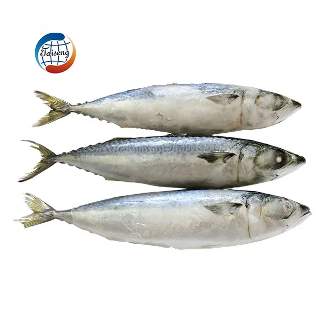 Ikan Makarel Frozen Pacific Ukuran Besar 300-500G