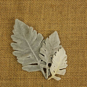 Venta al por mayor Hojas de flores de plata preservadas <span class=keywords><strong>Senecio</strong></span> Cineraria Hojas preservadas - Product Image 4