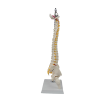 Modèle de colonne vertébrale de taille moyenne avec os du bassin et des jambes (type suspendu)-Outil d'enseignement médical