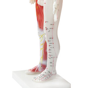 نموذج الوخز بالإبر الصينية, نموذج الوخز بالإبر الصينية مع العضلات 60/85/170 سنتيمتر نموذج نقطة الوخز بالإبر لجسم الإنسان - Product Image 4