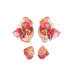 نموذج تشريحي للحوض من كلوريد البولي فينيل لكبار السن من الإناث بما في ذلك الأعضاء التناسلية والأعصاب الوعائية للتدريب على العلوم الطبية في المدارس - Product Image 4