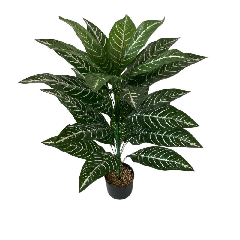 แถบสีขาวใบไม่มีหม้อ