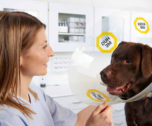 <span class=keywords><strong>Elisabeth</strong></span> Pet Shield Protecteur de morsure de chien Collier de toilettage résistant aux rayures Collier de léchage de chat Service de coupe personnalisé - Product Image 4