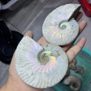 Fossile di Ammonite Naturale Iridiscente all'Ingrosso, Esemplare di Conchiglia Antica Arcobaleno per Decorazioni Domestiche e Meditazione Reiki - Fornitura all'Ingrosso - Product Image 1