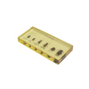 Escarabajo que camina, abeja de miel, avispa de patas largas envainada corta, lombriz de tierra, abejorro, seis tipos de especímenes de insectos beneficiosos - Product Image 5