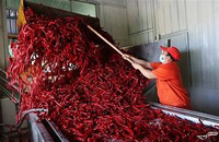 Pabrik ZZH Cina Menyediakan Bubuk Cabai Merah Kering Murni 100% Kualitas Premium 25kg