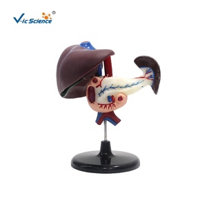 Modello Anatomico a Grandezza Naturale di Fegato, Pancreas e Duodeno su Supporto per l'Educazione alla Digestione - Product Image 3