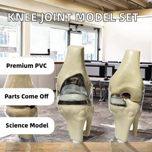Detachable Knee Joint Implant <b>Model</b> Double Type PVC Anatomical Teaching <b>Model</b> Manikin by Dentavex - Product Image 2