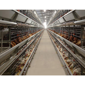 Kandang Ayam Desain Modern untuk Peternakan Unggas Memberikan Lingkungan Pembiakan yang Lebih Aman dan Stabil - Product Image 5