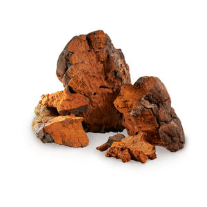 אספקת יצרן של תמצית פטריית צ'אגה, דוגמית חינם, אבקת תמצית פטריית אינונוטוס אובליקוס - Product Image 5