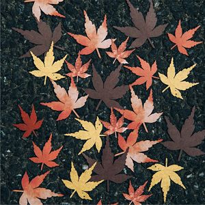 30 pcs/pack Material Pack Leaf Pick up Collection Series Hollow Out the Leaf Handbook DIY Material Decorative Bottoming - Product Image 2