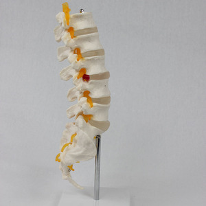 5 vertèbres lombaires, vertèbres sacrales et nerfs de type I, aides pédagogiques orthopédiques 1:1, directes et complètes. - Product Image 1