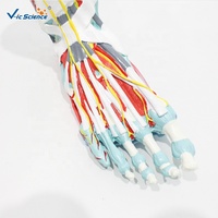 Modelo Anatómico de Músculos del Pie Humano, Tamaño Real, Músculos, Huesos y Ligamentos del Pie, Modelo para Enseñanza de Podología, CE/ISO/ROHS/CNAS