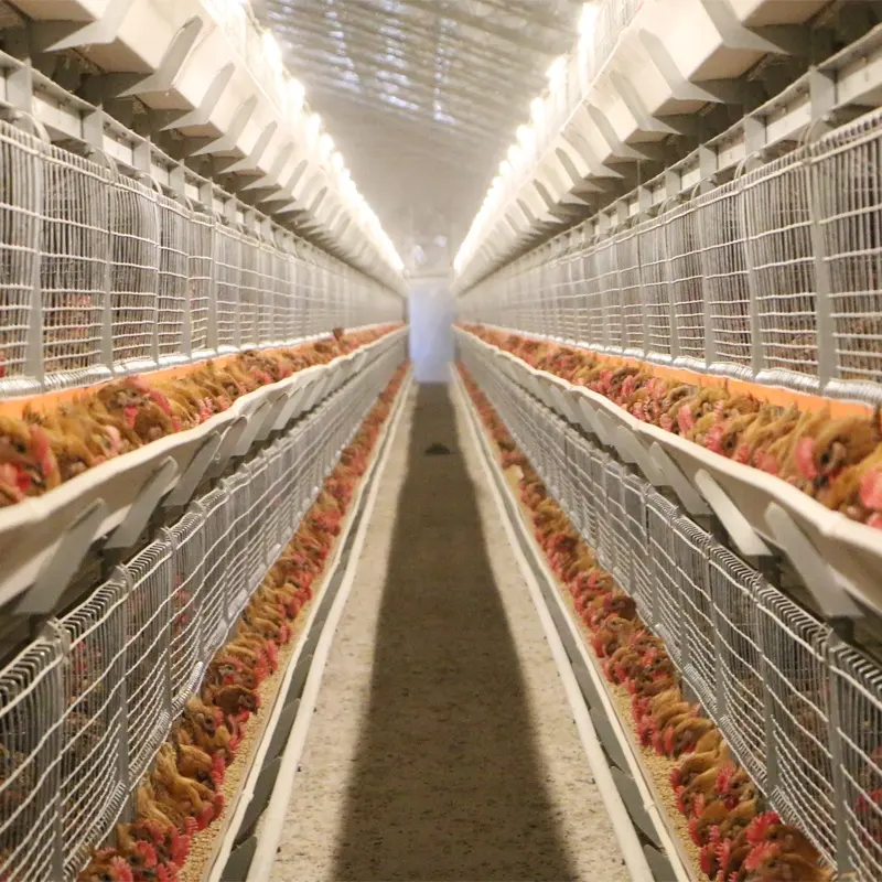 全自動七面鳥商業ブロイラー多層チキンケージ養鶏場用ブロイラーフォームひよこ