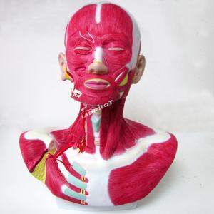 تشريح الرأس والوجه والرقبة وتوزيع الشريان السباتي الخارجي نموذج التعليم الطبي - Product Image 1