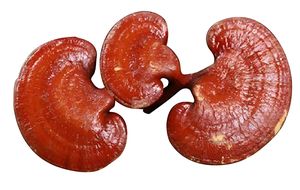 ผงสกัดเห็ดหลินจือออร์แกนิกบริสุทธิ์100% วัตถุเจือปนอาหาร - Product Image 4