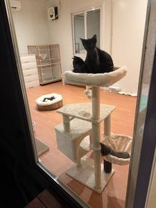 Casetta per Gatti in Container a Montaggio Rapido |   Rifugio per Gatti in Container Marittimo Modificato |   Recinto per Gatti da Interno ed Esterno a Installazione Rapida - Product Image 3