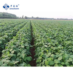 Prodotto Sinocharm 4 stelle BRC-A prezzo di fabbrica della soia IQF servizio garantito qualità all'ingrosso 1kg IQF congelato verde <span class=keywords><strong>Edamame</strong></span> - Product Image 3