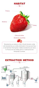 Poudre d'extrait de fraise naturelle soluble délicieuse poudre de fraise de qualité alimentaire