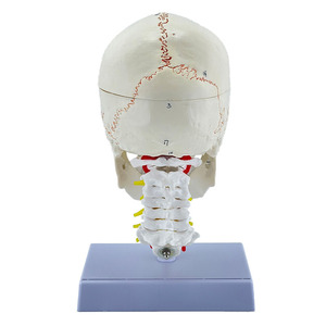 Modelos anatómicos cerebrales del modelo de cráneo humano - Product Image 4