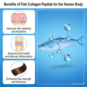 Péptidos de Colágeno de Pescado Hidrolizado, Suministro de Fábrica, Venta al Por Mayor, Polvo de Péptidos de Colágeno de Pescado Hidrolizado para el Cuidado de la Piel - Product Image 2