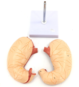 อวัยวะย่อยอาหารของมนุษย์แบบจำลองกายวิภาคของกระเพาะอาหารการสอนทางการแพทย์แบบจำลองกระเพาะอาหารมี2ส่วน - Product Image 5