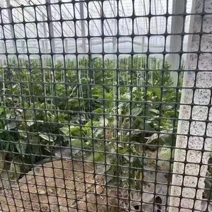 Geomalla biaxial PP PE para estabilizador <span class=keywords><strong>de</strong></span> base <span class=keywords><strong>de</strong></span> carreteras municipales <span class=keywords><strong>pistas</strong></span> <span class=keywords><strong>de</strong></span> <span class=keywords><strong>aterrizaje</strong></span> <span class=keywords><strong>de</strong></span> vías férreas - Product Image 3