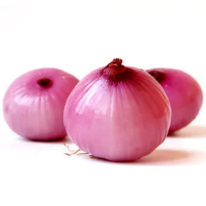 small size wholesale fresh onions for shallot onion importer in vietnam