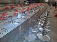 Nouveau chauffage infrarouge automatique GOLDENEST pour volailles, poules et poussins, haute qualité, garantie 5 ans et plus