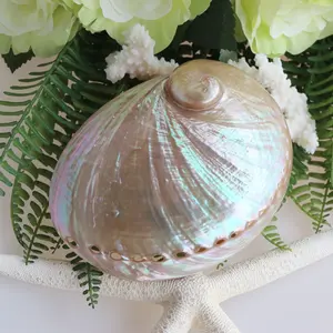 12-15cm Polishing Australian White Abalone Shell Natural Shell&Conch Home Decoration Sea Beach Wedding Landscape Decoration