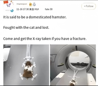 Scanner CT vétérinaire à prix d'usine, machine d'imagerie CT professionnelle pour animaux 16 bits, machine d'imagerie CT à très grand diamètre de 800 mm