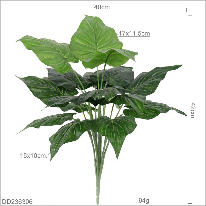 Scindapsus