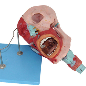 Modelo de enseñanza de anatomía médica Modelos anatómicos de los músculos de la cabeza Nariz Boca y laringe <span class=keywords><strong>para</strong></span> el estudio de la Escuela de Medicina - Product Image 5