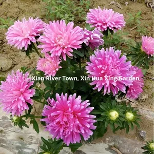 Graines de chrysanthème à double pétale, naines, huileuses, faciles à cultiver en extérieur, toutes saisons, cour, Jiangxi, Chine - Product Image 4