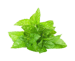 Высококачественный 100% натуральный экстракт <span class=keywords><strong>Ocimum</strong></span> <span class=keywords><strong>Tenuiflorum</strong></span> 10:1, порошок экстракта листьев священного базилика для добавок - Product Image 3