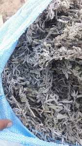Salvia Egipcia de Alta Calidad, Grado Premium, Secado por Congelación, Procesamiento Crudo, Certificación ISO 22000, 100% Pura y Natural, Entrega Rápida, Popular - Product Image 6