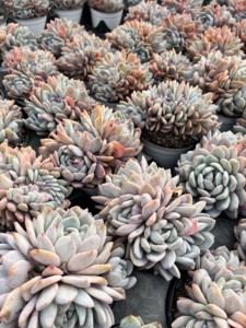 Nouvelle plante succulente Orange Monroe multi-têtes Cristata pour la décoration de la maison, du bureau, de la salle de bain et des petits espaces, <span class=keywords><strong>Lithops</strong></span> - Product Image 6