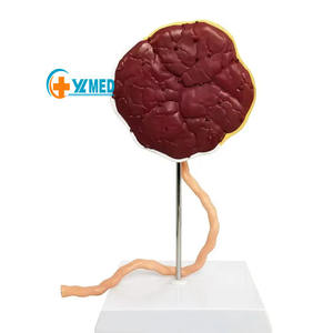 แบบจำลองรกและสายสะดือคุณภาพสูงขนาดเท่าของจริง แสดงรูปแบบรก สายสะดือ ฯลฯ พร้อมสายสะดือสำหรับการพยาบาล - Product Image 1