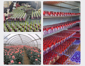 Konservierte Rosenköpfe Klasse A Anpassbare Farbe und Größe Großhandel Hersteller mit Designservice - Product Image 6