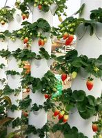 Systèmes de culture hydroponique intérieurs personnalisés, tour de jardinage verticale pour la maison avec éclairage LED