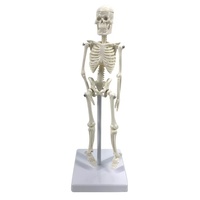 Modelo de Esqueleto Humano Anatómico Mini de 22CM, Desmontable y Articulado, de PVC, para Ciencias Médicas