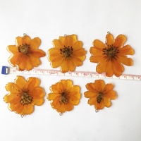 Pesona Bunga Cosmos Sulphureus Kering Asli untuk Pembuatan Perhiasan Liontin Resin Epoksi