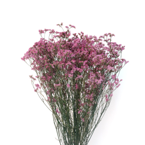 Limonium frescas y secas flor para la decoración de la casa - Product Image 1