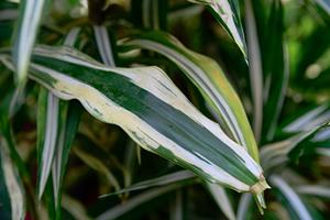 ดรากีน่า เดอเรเมนซิส: ผู้จัดจำหน่ายต้นไม้ในร่มสำหรับสำนักงาน ทนแสงน้อย ใบเขียวสวยงาม - Product Image 2