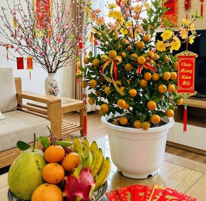 Durable PP <b>Plastic</b> Eco-Friendly Decorative Flower Pot Drainage Hole White Garden Bonsai <b>Planter</b> Lightweight Heavy Duty 2.7-27L - Product Image 6