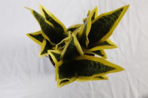 27 CM, <span class=keywords><strong>de</strong></span> plástico, venta madre falsa en la Ley <span class=keywords><strong>de</strong></span> la <span class=keywords><strong>lengua</strong></span> <span class=keywords><strong>de</strong></span> la serpiente Bonsai casa en macetas pequeñas macetas Planta Artificial - Product Image 3