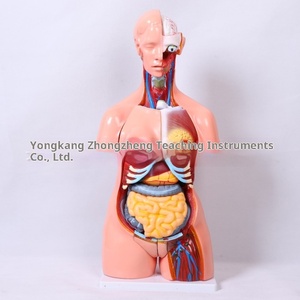 Modello di Struttura Umana in Plastica a Mezzo Busto, 85cm, Due Sessi, per Insegnamento di Anatomia Medica, Smontabile, per Scuole Primarie e Secondarie - Product Image 6