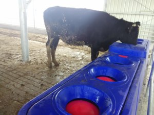 Système de chauffage de volaille potable à température constante bleue abreuvoirs de ferme équipement potable pour animaux <span class=keywords><strong>abreuvoir</strong></span> pour bétail - Product Image 6