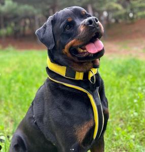 फैशन कस्टम नरम नियोप्रोन कुत्ते कॉलर के साथ लड़ाकू प्रशिक्षण कुत्ते कॉलर - Product Image 3